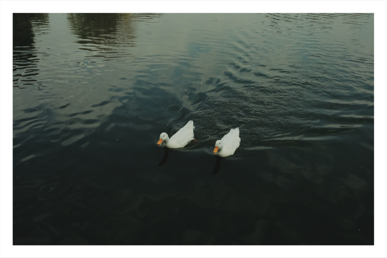 Postal #7